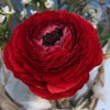 Настольная композиция на ресепшен с красными ранункулюсами